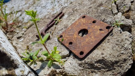 Photo for Rusted metal piece next to a green plant on concrete surface - Royalty Free Image
