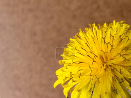 Fleur de pissenlit jaune sur fond brun avec espace de copie.