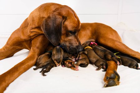 Rhodesian ridgeback mother dog feeding her newborn puppies, the breasts filled with milk, studio shot