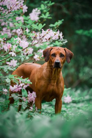 Photo for Adorable rhodesian ridgeback dog standing among blooming pink rhododendrons - Royalty Free Image