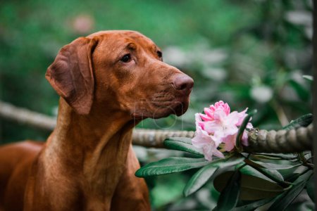Photo for Adorable liver rhodesian ridgeback dog smelling pink rhododendron flower, close up portrait - Royalty Free Image