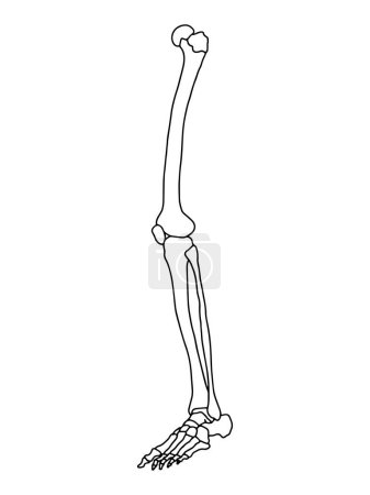 Menschliche Beinknochen. Illustration des menschlichen Anatomie-Vektors.