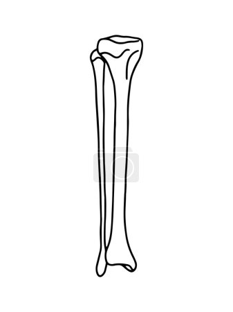 Tibia humain. Anatomie humaine vecteur, illustration de contour.