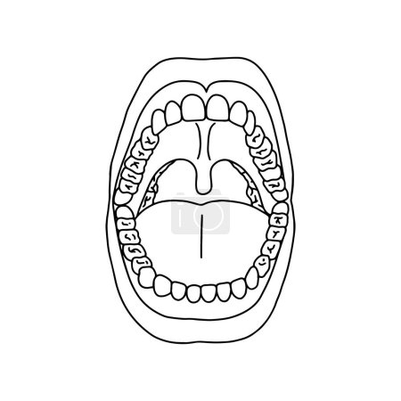 Boca humana anatómica. Dibujado por líneas sobre fondo blanco. Vector Ilustración de stock.