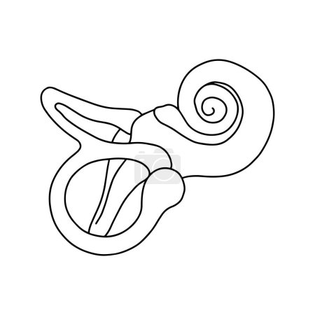 Anatomía de cóclea humana. La estructura del oído interno.