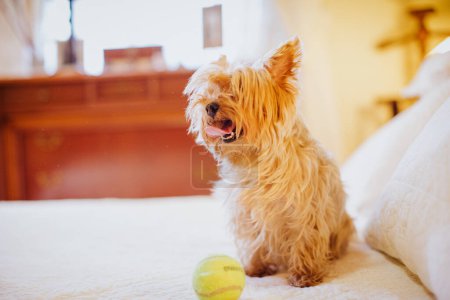 Foto de Lindo perro con un juguete en la cama - Imagen libre de derechos