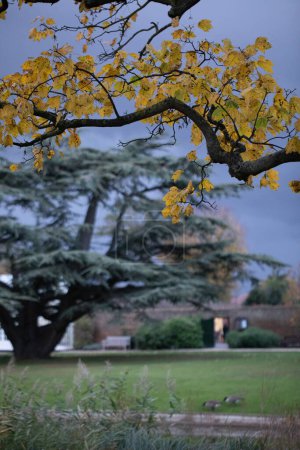 Foto de Rama con hojas amarillas en el parque de otoño - Imagen libre de derechos