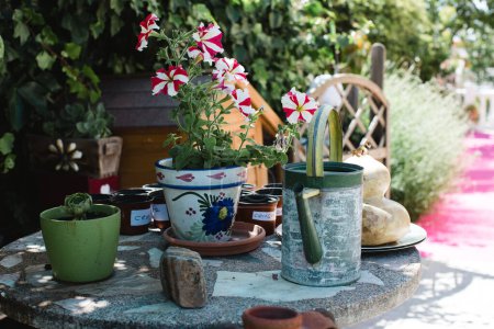 Téléchargez les photos : Belles fleurs dans des pots dans le jardin - en image libre de droit