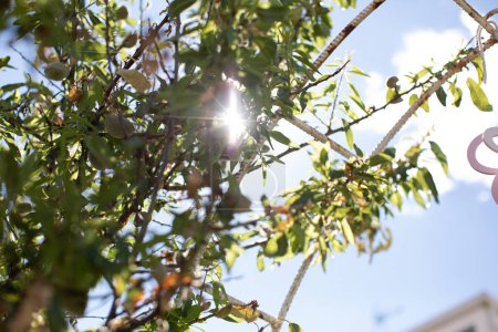 Téléchargez les photos : Feuilles vertes sur les branches des arbres et les rayons du soleil le jour ensoleillé - en image libre de droit