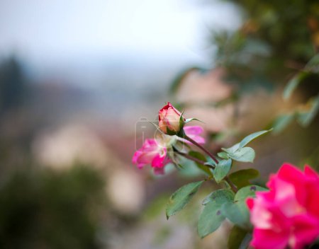 Photo for Pink roses with a blurred background - Royalty Free Image