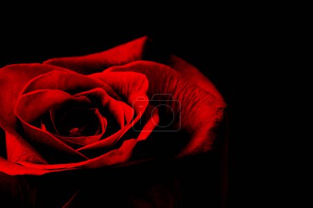 Photo for Beautiful red rose on black background - Royalty Free Image