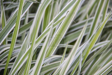 Téléchargez les photos : Belles feuilles d'herbe de holcus mollis albovariegatus comme fond naturel - en image libre de droit