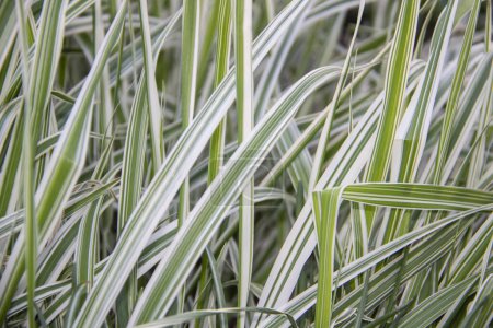 Photo for Beautiful grass leaves of holcus mollis albovariegatus as a natural background - Royalty Free Image