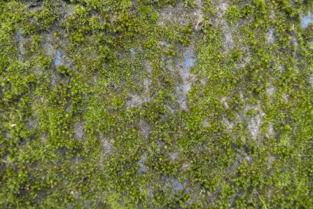 Concrete wall covered with moss. The old concrete wall covered with moss lichen