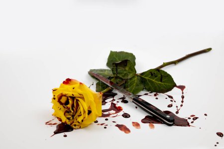 The beautiful yellow rose with knife on bloody background.