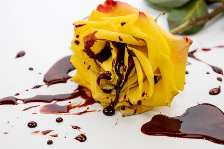 Concept with yellow rose and red blood on white background. The beautiful rose on bloody background.