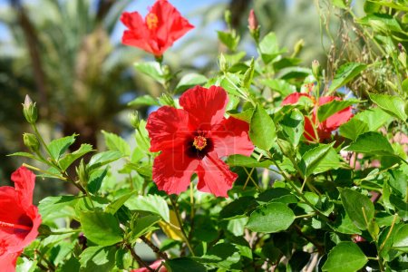 Foto de Bright red hibiscus flower in the tropical garden with copy space for text. Selective focus. - Imagen libre de derechos