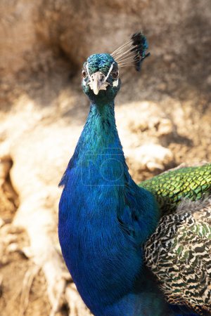 Photo for Peacock portrait, male peafowl head close up - Royalty Free Image