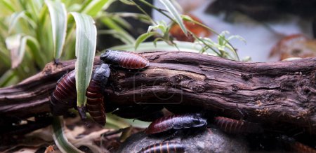 Photo for Cockroaches - nutritious food for insectivorous reptiles and amphibians - Royalty Free Image