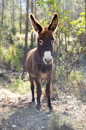 Photo for A beautiful brown wild donkey with long ears walks in nature. Cute animal donkey. - Royalty Free Image