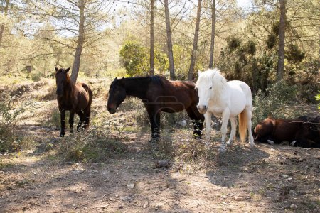 Photo for A group of horses resting in nature - Royalty Free Image