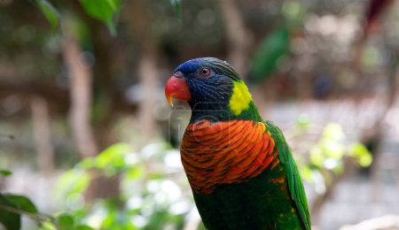 Téléchargez les photos : Portrait de Parrot Lori, gros plan. Hematode trihoglossus sur fond flou - en image libre de droit