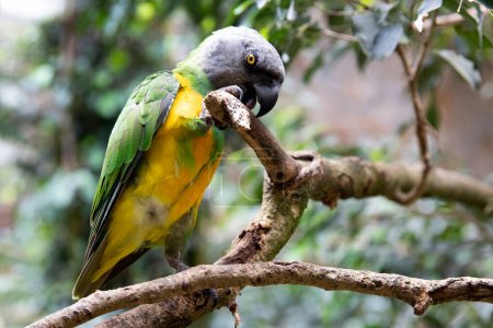 Téléchargez les photos : Sénégal perroquet sur un arbre, macro. oiseau dans la nature - en image libre de droit