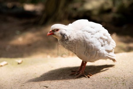 Téléchargez les photos : Tourterelle rayée brillante est un oiseau du genre des pigeons poulets. - en image libre de droit
