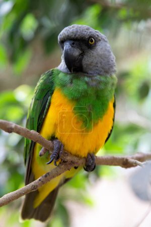 Téléchargez les photos : Beau perroquet sénégalais de couleur jaune-vert assis sur un arbre, macr - en image libre de droit