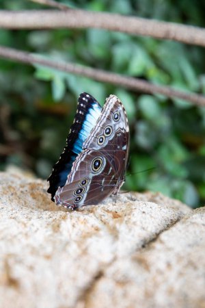Photo for Blue butterfly morpho peleidws, side view - Royalty Free Image