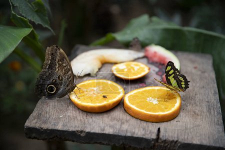 Photo for Butterflies eat oranges. Insects papilio palinurus and morpho peleidws - Royalty Free Image