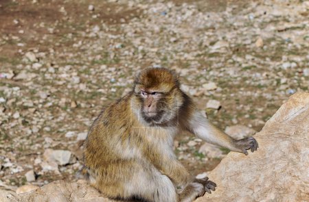Téléchargez les photos : Cute Barbary macaque ape monkey , Ifrane national park, Morocco - en image libre de droit