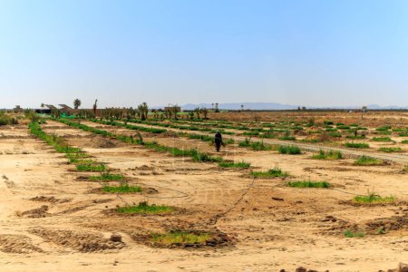 Foto de Plantando un palmeral cerca de Erfoud, Marruecos - Imagen libre de derechos