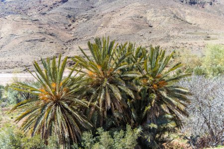 Scenic Beauty of Ait Ibourk Oasis: Palm Trees and Mountains