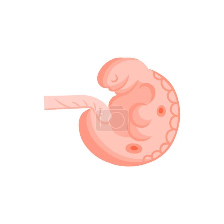 Illustration for Vector illustration. Flat icon pregnancy 6 week - Royalty Free Image