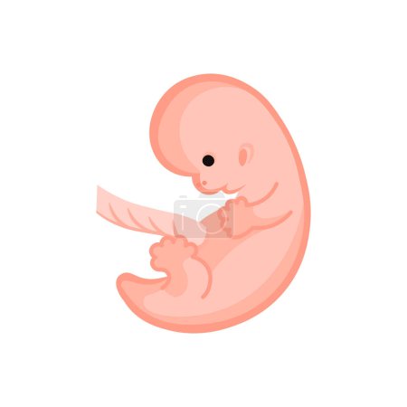 Illustration for Vector illustration. Flat icon pregnancy 8 week - Royalty Free Image