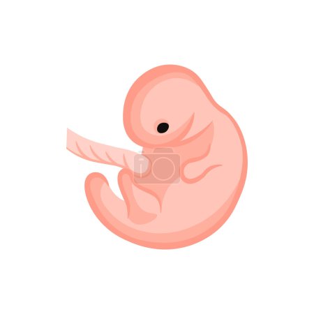 Illustration for Vector illustration. Flat icon pregnancy 7 week - Royalty Free Image