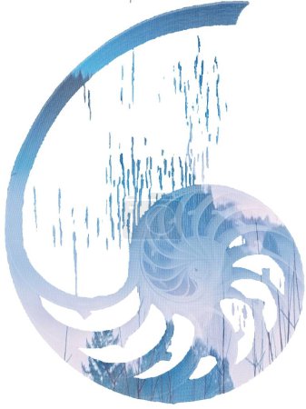 Nautilus coquille illustration double exposition avec coucher de soleil, coquille perle nautilus Fibonacci section spirale perle symétrie croix rapport d'or coquille structure fibonacci croissance close up mère perle spirale 