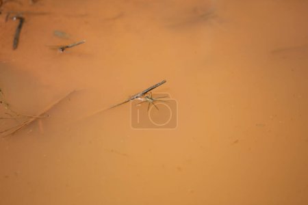 Téléchargez les photos : Araignée pêcheuse à six points (Dolomedes triton) au-dessus de l'eau boueuse - en image libre de droit