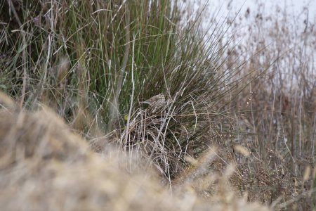 Photo for Savannah sparrow (Passerculus sandwichensis) looking out sternly from dry grass near water - Royalty Free Image