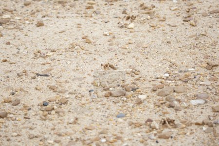 Téléchargez les photos : Sentier courbé de traces de sabots de cerf de Virginie (Odocoileus virginianus) dans la terre - en image libre de droit