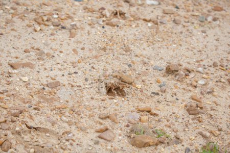 Téléchargez les photos : Piste de sabots de cerf de Virginie (Odocoileus virginianus) dans la saleté rocheuse - en image libre de droit