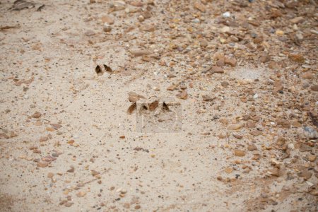 Téléchargez les photos : Trois traces de sabots de cerf de Virginie (Odocoileus virginianus) dans la terre - en image libre de droit