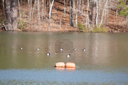 Téléchargez les photos : Sept petits drakes (Aythya affinis) nagent avec une poule - en image libre de droit