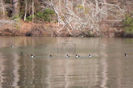 Téléchargez les photos : Huit petits drakes (Aythya affinis) nagent à gauche avec deux poules - en image libre de droit