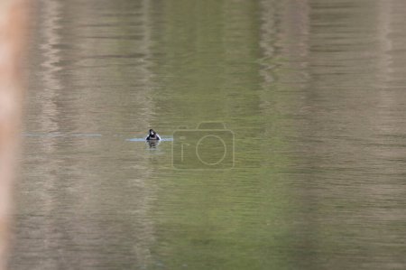 Téléchargez les photos : Petit canard fuligule (Aythya affinis) nageant vers la caméra - en image libre de droit