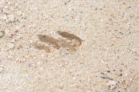 Téléchargez les photos : Paire de traces de cerfs de Virginie (Odocoileus virginianus) dans le sable - en image libre de droit
