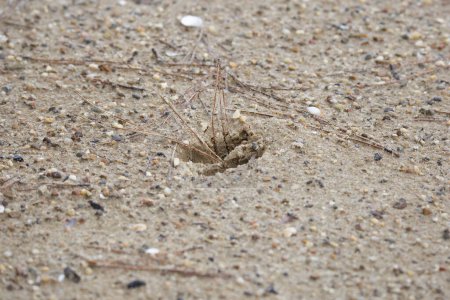 Téléchargez les photos : Cerf de Virginie (Odocoileus virginianus) piste dans le sable - en image libre de droit
