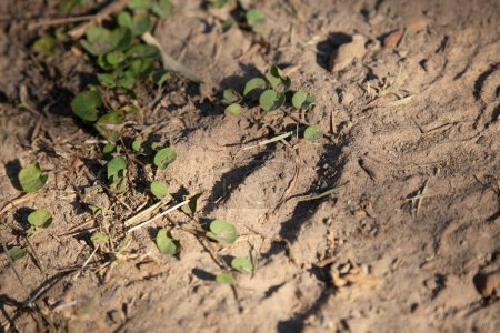 Téléchargez les photos : Piste de sabots de cerf de Virginie (Odocoileus virginianus) dans la saleté sablonneuse - en image libre de droit