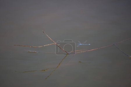Photo for Familiar bluet damselfly (Enallagma civile) flying toward a stick in shallow water as its reflection shines in the dark water below with plenty of copy space at the top, left, and bottom - Royalty Free Image